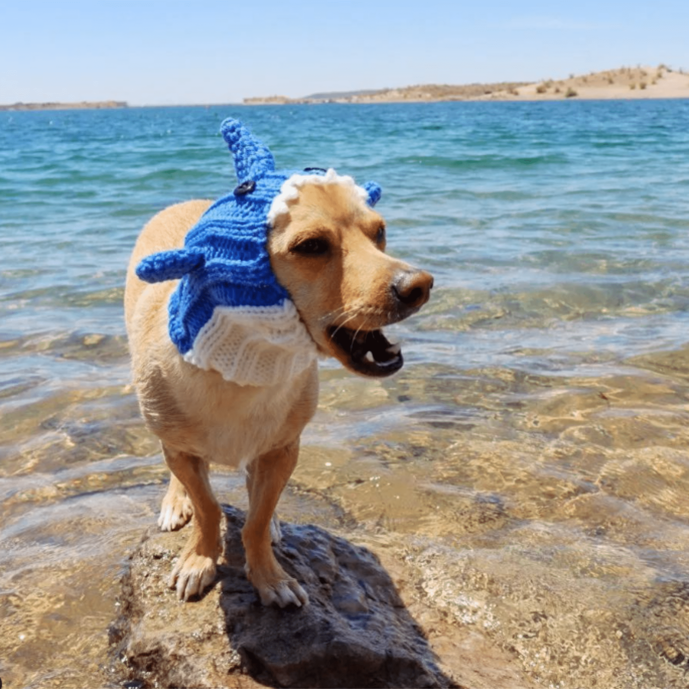 Zoo Snoods Handmade Blue Shark Dog Costume with Ear Headband and Neck Outfit